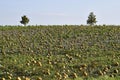 Agriculture, Pumpkin Field in Lower Austria Royalty Free Stock Photo