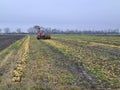 Agriculture, Pumpkin Harvest with tractor Royalty Free Stock Photo