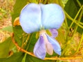 Pea flower