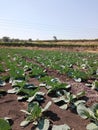 Cabbage plant in indian Royalty Free Stock Photo