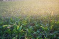 This is agriculture requires artificial irrigation Royalty Free Stock Photo