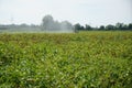 This is agriculture requires artificial irrigation Royalty Free Stock Photo