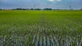 Agriculture ricefield green sunrise