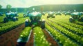 Agriculture robot working in vegetable garden. Smart agriculture concept.