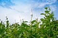 Agriculture - Rose flowers wrapped in foam net in the garden