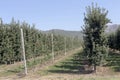 Apple-tree garden in the mountains Royalty Free Stock Photo