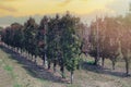 Agriculture. Rows of pear trees grow