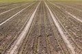 Agriculture rows of young green plants on vast field Royalty Free Stock Photo