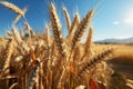 Agriculture\'s bounty on display, a vast golden cereal field with wheat ears