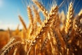 Agriculture\'s bounty on display, a vast golden cereal field with wheat ears