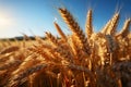 Agriculture\'s bounty on display, a vast golden cereal field with wheat ears