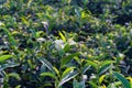 Agriculture scene. Close up of green tea leaves Royalty Free Stock Photo