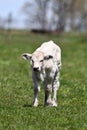 Charolais calf in pasture