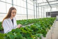 agriculture scientist in greenhouse organic strawberry farm for plant research smart working woman Royalty Free Stock Photo