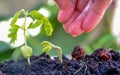 Agriculture and Seeding Plant seed growing step concept Royalty Free Stock Photo