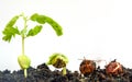Agriculture and Seeding Plant seed growing step concept Royalty Free Stock Photo