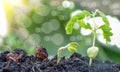 Agriculture and Seeding Plant seed growing step concept Royalty Free Stock Photo