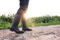 Agriculture. Senior farmer in rubber boots walks through a cornfield. Farmer& x27;s feet in rubber boots in corn. Agriculture