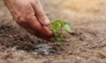 Agriculture. Senior farmer& x27;s hands with water are watering green sprout of peper. Young green seedling in soil