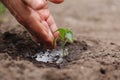 Agriculture. Senior farmer& x27;s hands with water are watering green sprout of peper. Young green seedling in soil