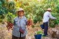 Agriculture, Senior female farmer holding freshly harvested lychees in the garden with a happy smile