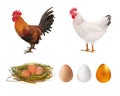 Agriculture Set. Realistic Rooster, Hen, Nest, Eggs. Vector Illustration. Farm. Royalty Free Stock Photo