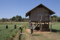 Agriculture - Shan State - Myanmar (Burma)