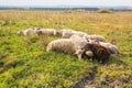 Agriculture, sheep graze in a meadow