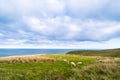 Agriculture sheeps, grassland and sea with cloudy scene. Slope point, catlins, New Zealand I Royalty Free Stock Photo