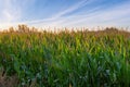Agriculture shot: Rows corn plants growing on a vast field with fertile soil leading to the horizon Royalty Free Stock Photo