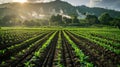 Agriculture shot: rows of young corn plants growing on a vast field with dark fertile soil leading to the horizon Royalty Free Stock Photo