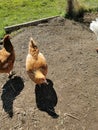 agriculture small farm chicken pecks grain summer Royalty Free Stock Photo