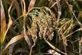 Austria, Agriculture, Sorghum Plant