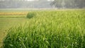 Agriculture in South Asia. Green wheat field. Wide fields full of green grains of wheat