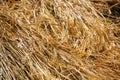 Agriculture in South Asia. The paddy has been cut and dried in the field. Ripe rice in agricultural field Royalty Free Stock Photo