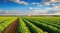 agriculture soybean farm Royalty Free Stock Photo