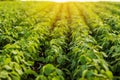 Agriculture. Soybean green plants growing in rows in cultivated field. Organic farming. Agricultural soy vegetable