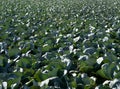 Agriculture in Spain, cabbage cultivation Royalty Free Stock Photo