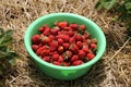 Freshly picked strawberries