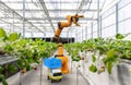 Robotic arm and robot assistant harvesting strawberry in indoor farm or glasshouse