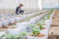 Agriculture technology farmer man using tablet computer analysis data. The agronomist examining the growth of plants on the Royalty Free Stock Photo