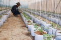 Agriculture technology farmer man using tablet computer analysis data. The agronomist examining the growth of plants on the Royalty Free Stock Photo