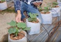 Agriculture technology farmer man using tablet computer analysis data. The agronomist examining the growth of plants on the Royalty Free Stock Photo