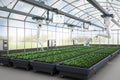 Agriculture technology with robot assistant in indoor farm or glasshouse Royalty Free Stock Photo