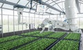 Agriculture technology with robot assistant in indoor farm or glasshouse