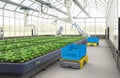 Agriculture technology with robot assistant in indoor farm or glasshouse Royalty Free Stock Photo