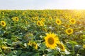 Agriculture theme farmer harvest organic field.