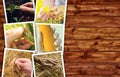 Agriculture themed photo collage with copy space Royalty Free Stock Photo