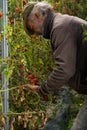 Agriculture tomato harvest