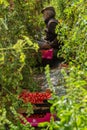 Agriculture tomato harvest